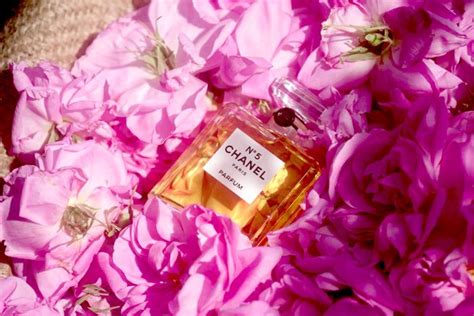 rose plant used chanel no 5 ingredients|Chanel no 5 rose.